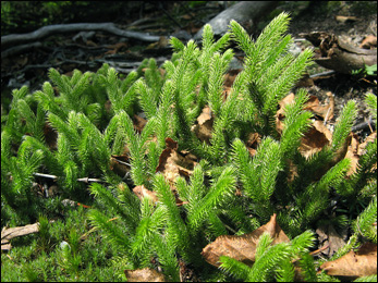 Club Moss (Lycopodiopsida) Club Moss, Lycopodiopsida