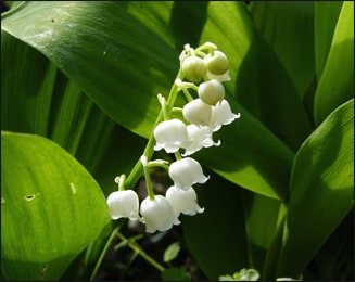 Lily of the Valley Essential Oil- Benefits, Uses, and Origin