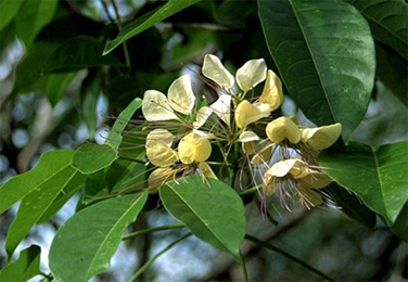 Crataeva nurvala, Varuna