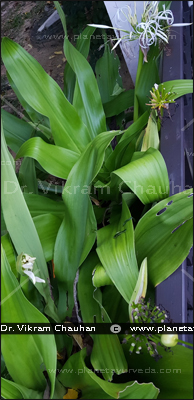 Crinum asiaticum