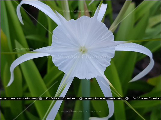 Crinum asiaticum