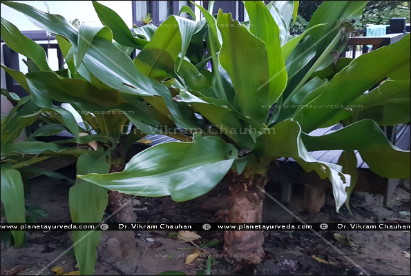 Crinum asiaticum