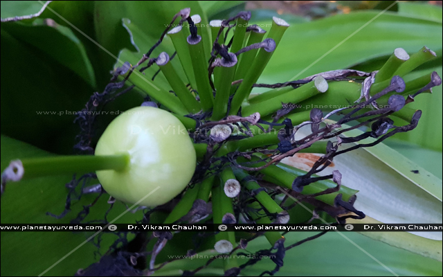 Sudarshana (Crinum latifolium) - Uses, Health Benefits, Ayurvedic ...