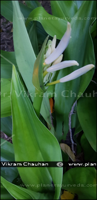 Crinum asiaticum