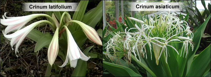 Crinum latifolium, Crinum asiaticum