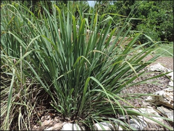 Lemongrass (Cymbopogon flexuosus) Lemongrass, Cymbopogon flexuosus