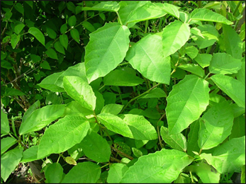 Danti / Red Physic Nut / Baliospermum montanum
