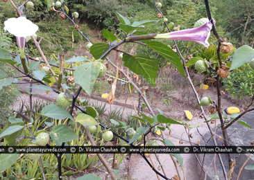 Dhattura, Datura metel