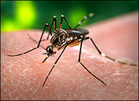 Dengue fever Dengue fever