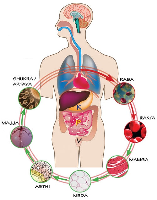 Concept of Dhatus (Seven Tissues) in Ayurveda | Sapta Dhatus