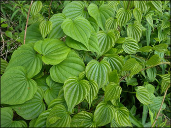 Wild Yam, Dioscorea Villosa