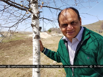 Dr. Vikram Chauhan with Betula utilis (Bhoj Patra) Tree 