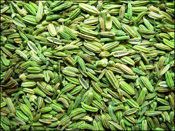 Fennel, Foeniculum vulgare