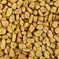 Fenugreek / Trigonella foenum-graecum