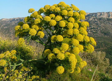 Hingu, Ferula asafoetida