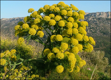 Hing, Ferula narthex