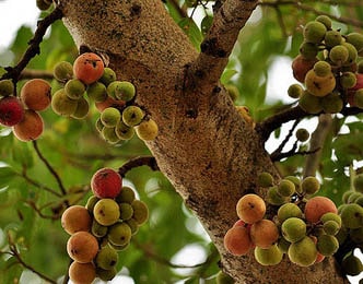 Udumbara, Cluster Fig (Ficus Glomerata) - Practical Uses, Benefits ...