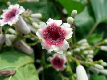 Gandha Prasarini plant Images, Paederia foetida