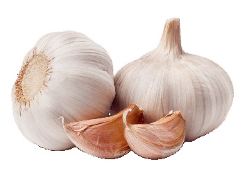 Rasona, Garlic, Allium Sativum