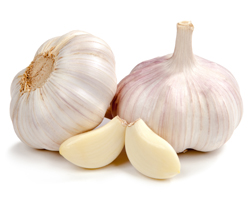 Garlic (Allium sativum) Garlic, Allium sativum