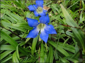 Gentiana kurroo