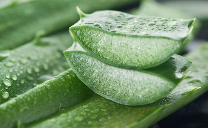 Aloe Vera, Ghritkumari, Aloe Barbadensis