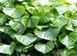 Giloy vati Herb Giloy Ghanvati Herb
