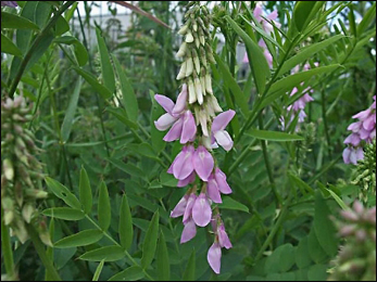 Goats Rue (Galega officinalis)