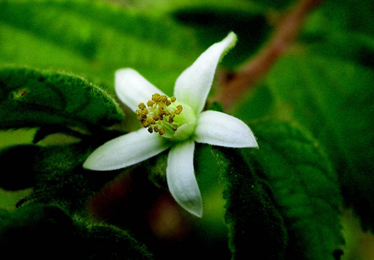 Grewia Hirsuta Grewia Hirsuta