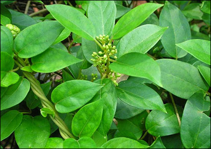 Gurmar (Gymnema Sylvestre) Gurmar (Gymnema Sylvestre)