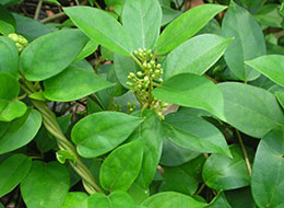 Gymnema sylvestrae