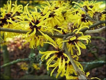 American witch-hazel (Hamamelis Virginiana) American witch-hazel, Hamamelis Virginiana