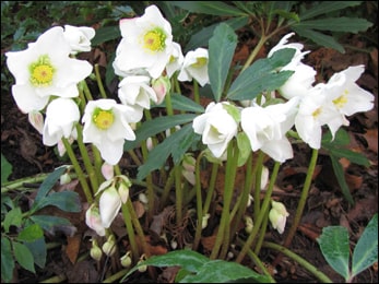 Helleborus niger