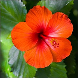 What Is Hibiscus?