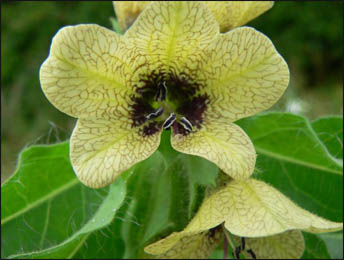 Henbane, Hyoscyamus niger