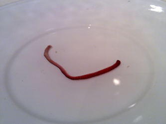 Intestinal worms Intestinal worms
