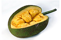 Jackfruit