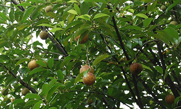 Jaiphal images, Myristica fragrans images