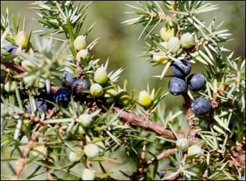 Hauber, Juniperus Communis