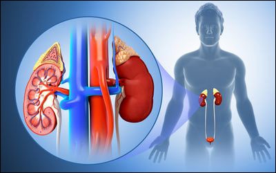 Kidney Kidney