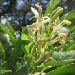 Kulanjan, Alpinia Galanga