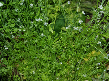 Garden Cress Benefits, Uses, Dosage + Ayurvedic Uses Of Garden Cress S