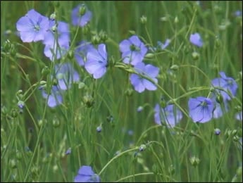Linseed (Linum usitatissimum) Linseed, Linum usitatissimum