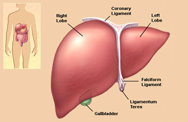 Anatomy Of Liver