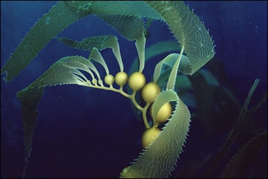 Giant Kelp (Macrocystis pyrifera) Giant Kelp, Macrocystis pyrifera