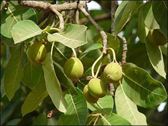Mahua (Madhuca longifolia) Mahua, Madhuca longifolia