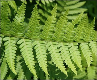 Male fern (Dryopteris filix-mas) Male fern, Dryopteris filix-mas