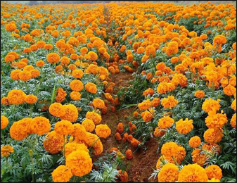 Marigold or genda plant flower images