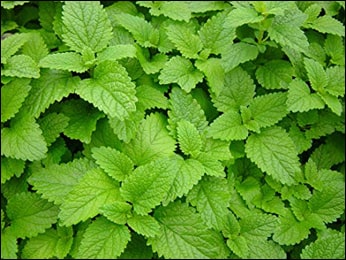 Lemon balm (Melissa officinalis) Lemon balm, Melissa officinalis