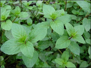 Peppermint (Mentha piperita) Peppermint, Mentha piperita